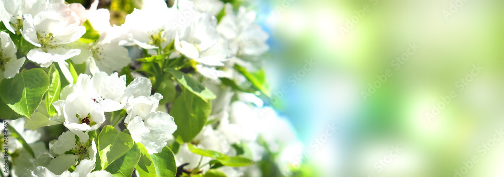 Wide banner with blossoms tree, pastel coloring, spring sunny day. Springtime atmospheric mood. Copy space Wide banner with blossoms tree, pastel coloring, spring sunny day. Springtime atmospheric mood. Copy space