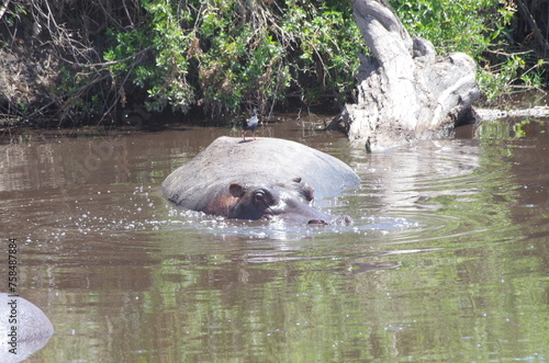 Canvas Print Hippopotamus in River at the End of the Dry Season in October, Tanzania, Africa