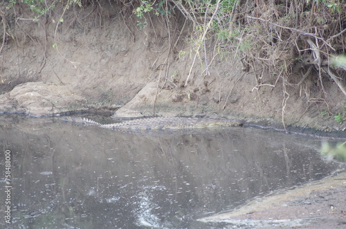 Crocodile Submerged in the River