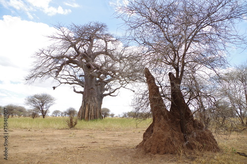 Baobab Tree and Anthill Landscape, Tanzania