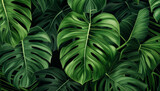 Green tropical palm leaves Monstera