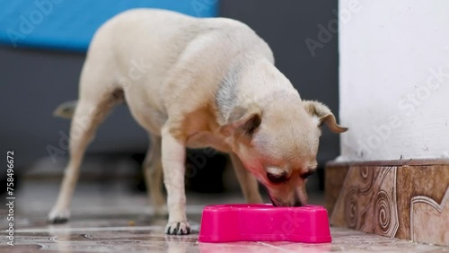 Cute little dog eats its food stored in a pink plate, pet care, horizontal video