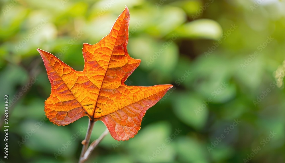 Green leaf on blurred greenery background Green leaf on blurred greenery background
