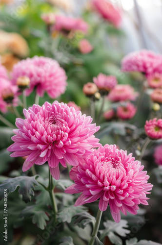 pink chrysanthemums growing in a large commercial greenhouse mid afternoon dappled sunlight 