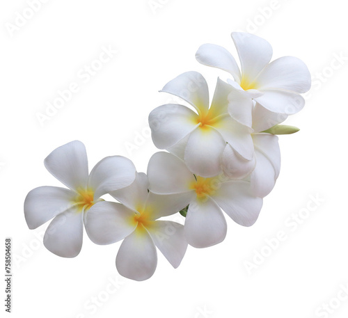  Plumeria or Frangipani or Temple tree flower. Close up single white-yellow plumeria flowers bouquet isolated on transparent background.