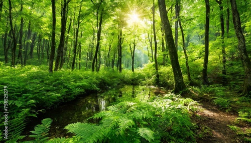 自然豊かな緑あふれる森の中に太陽光 森林浴の画像