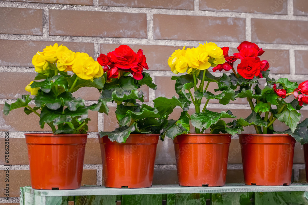 Colorful begonia red and yellow on shelves in the garden against a brick wall