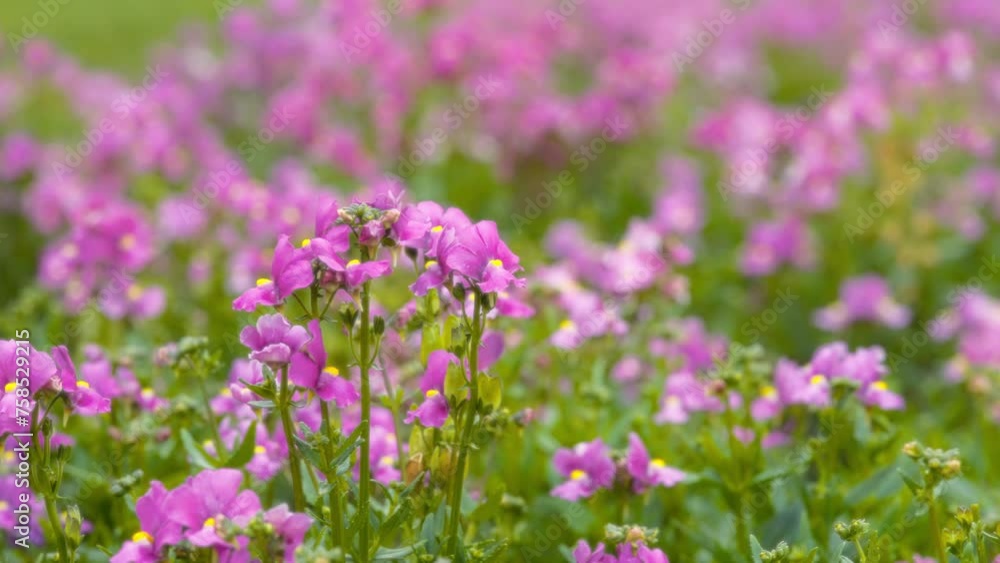 Colorful purple flowers growing in the garden. Slow motion. Colorful purple flowers growing in the garden. Slow motion.