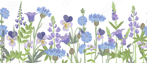 seamless pattern with field blue flowers, vector drawing wild flowering plants at white background, floral border, hand drawn botanical illustration
