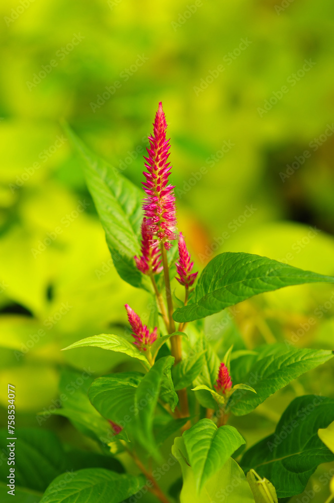 Obraz premium Beautiful Red Flowers