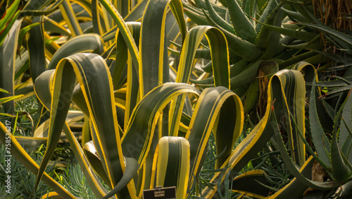 close up of agave americana or century plant photo