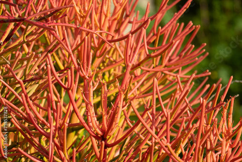 fire sticks succulent