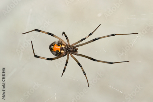 Brown Widow Spider (Latrodectus geometricus) arachnid insect web nature ventral view pest control copy space.  © Brett
