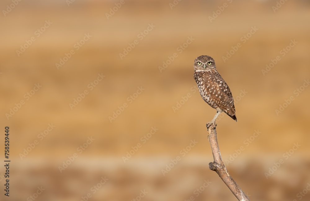 Beautiful burrowing owl on a bare branch with golden blurred background in Southern California. Beautiful burrowing owl on a bare branch with golden blurred background in Southern California.
