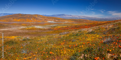 Panoramic view of scenic landscape of Antelope valley in California, 2023 super bloom.
