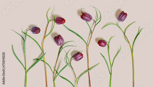 Top view delicate Fritillaria meleagris, or Snake's Head flowers on pale pink colored background, nature wildflower with checkered petals blossoming early spring, minimal floral still life