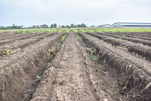 Used corn roots and stalks that are dried in corn fields have been harvested at the land processing stage