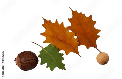 Oak leaves with acorn, cut out on white background