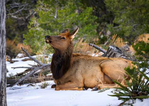 Cow Elk at the Grand Canyon