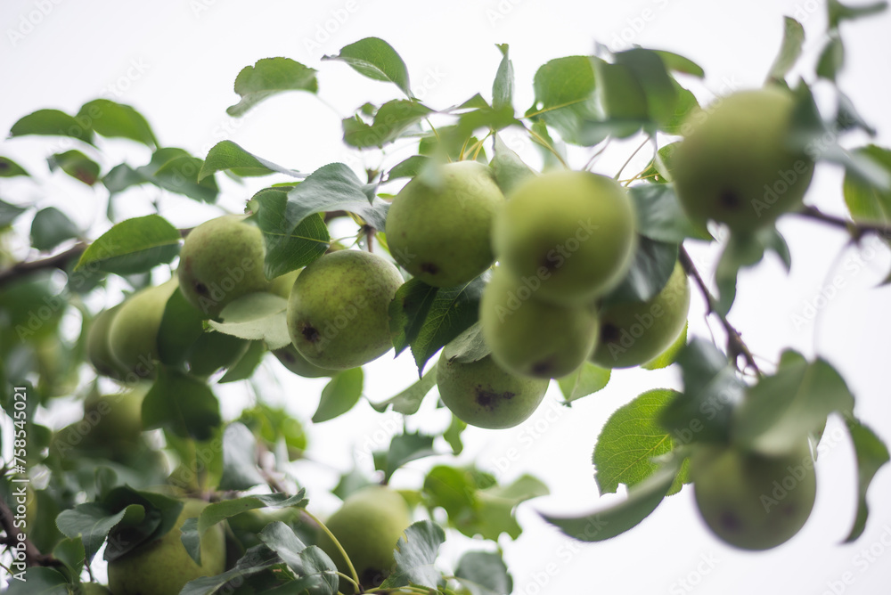 Large ripe varietal pears are ripe on the garden plot. Fruit. Large ripe varietal pears are ripe on the garden plot. Fruit.
