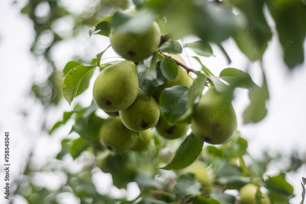 Large ripe varietal pears are ripe on the garden plot. Fruit. Large ripe varietal pears are ripe on the garden plot. Fruit.