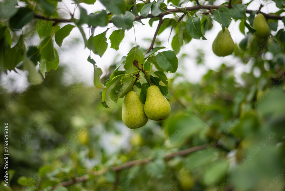 Large ripe varietal pears are ripe on the garden plot. Fruit. Large ripe varietal pears are ripe on the garden plot. Fruit.