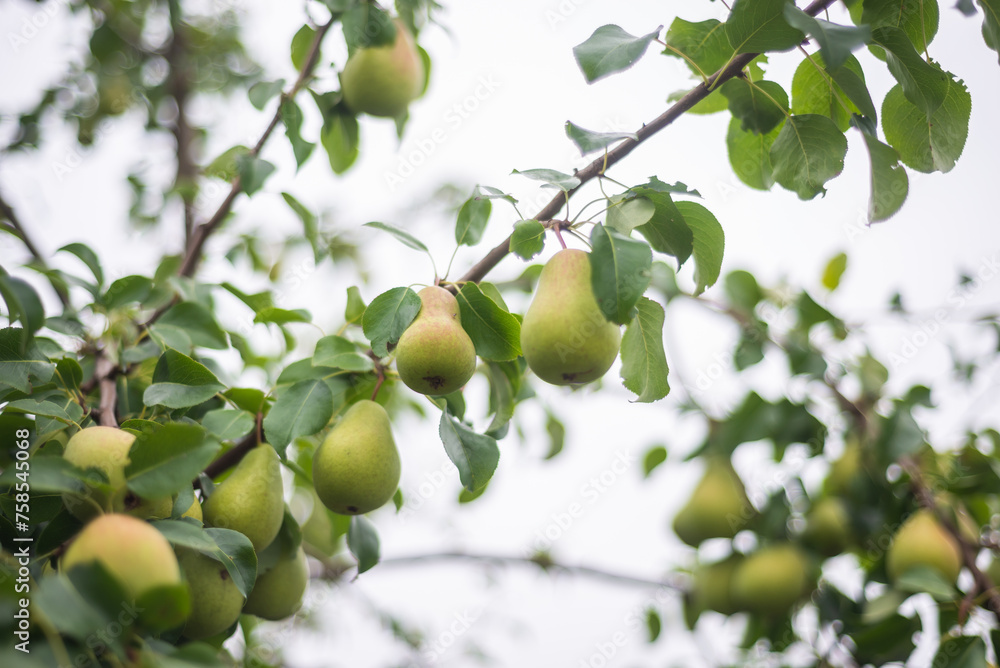 Large ripe varietal pears are ripe on the garden plot. Fruit.