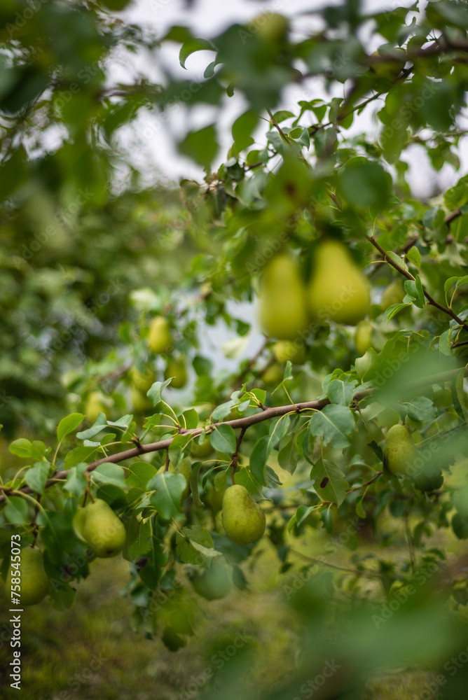 Large ripe varietal pears are ripe on the garden plot. Fruit.