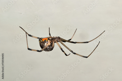 Brown Widow Spider (Latrodectus geometricus) arachnid insect web nature side view pest control copy space. © Brett