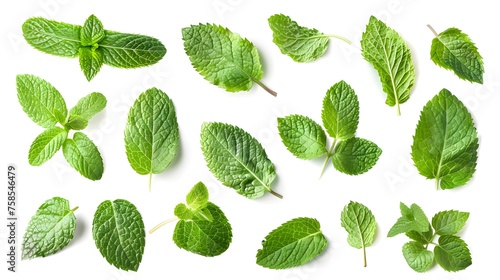 Set of fresh mint leaves on white background photo
