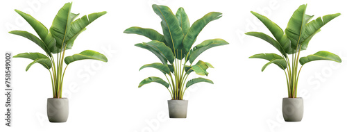 Potted banana plant isolated on a transparent or white background, png	