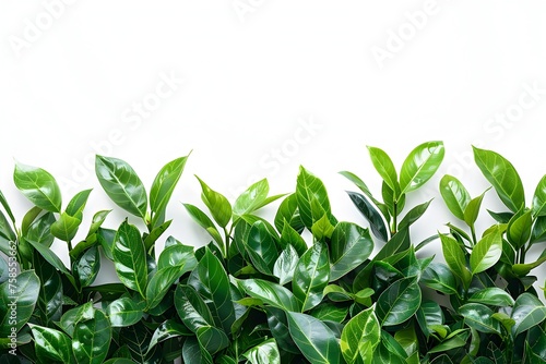 Striking Juxtaposition of Pure White Background and Vibrant Green Leaves