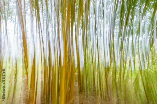 Nature abstract images of bamboo