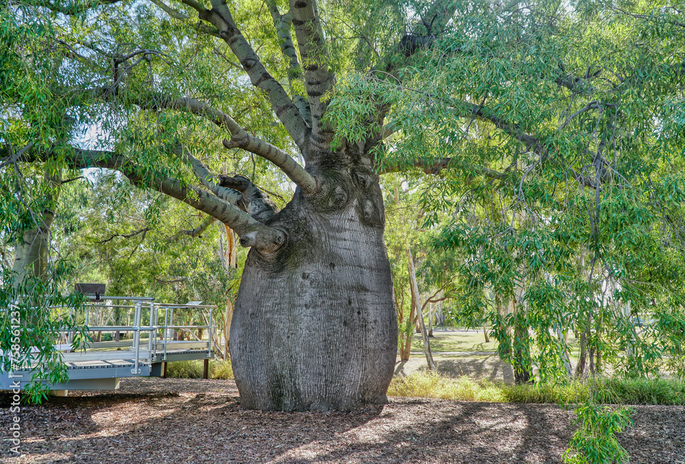 Roma's largest Bottle Tree or Brachychiton Rupestris Stock Photo