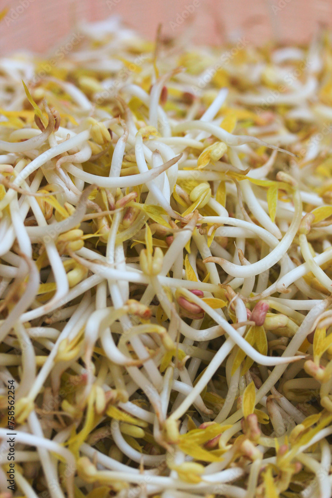 Soybean sprouts that have sprouted and are ready to be cooked.