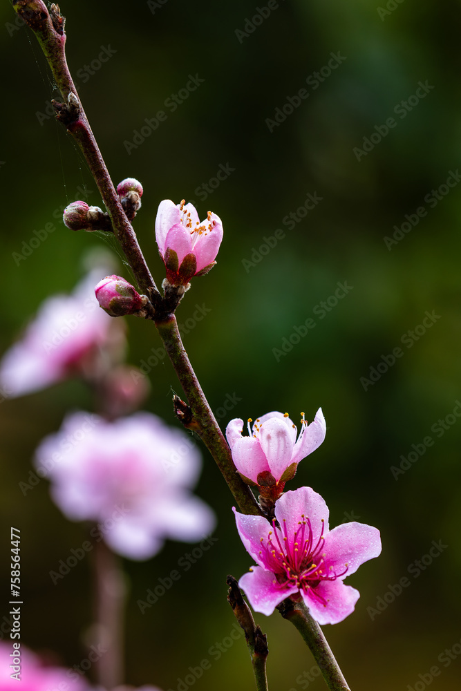Beautiful peach flowers in spring Beautiful peach flowers in spring
