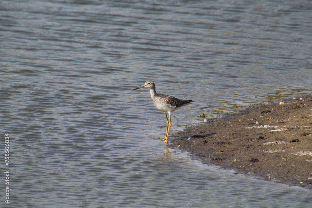 Bird At Waters Edge, Pylypow Wetlands, Edmonton, Alberta Bird At Waters Edge, Pylypow Wetlands, Edmonton, Alberta