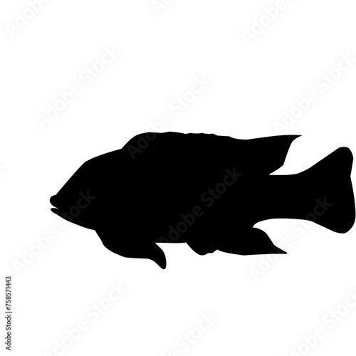 Tilapia Fish Silhouette 