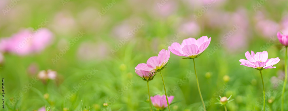 Naklejka premium Closeup of pink Cosmos flower under sunlight with copy space using as background natural plants landscape, ecology wallpaper cover page concept.
