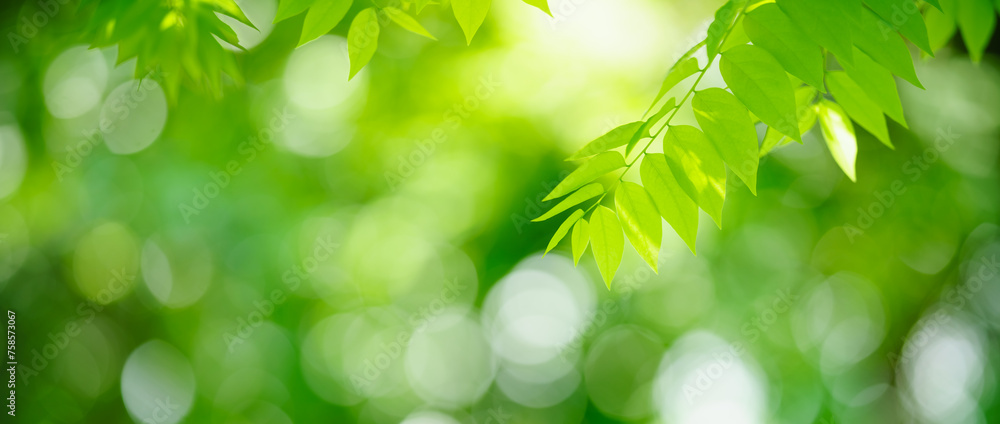 Abstract nature green blurred background nature leaf on greenery background in garden with copy space using as background wallpaper page concept. Abstract nature green blurred background nature leaf on greenery background in garden with copy space using as background wallpaper page concept.