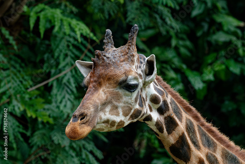 Portrait of a giraffe (Giraffa camelopardalis) © arikbintang