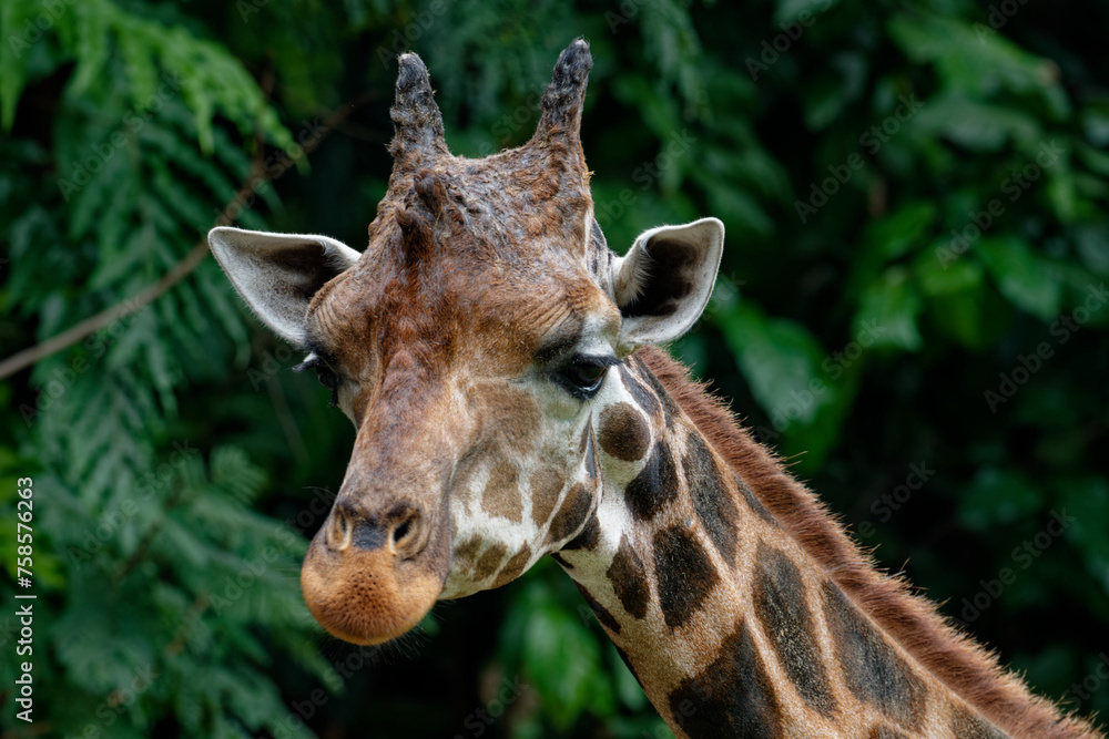 Portrait of a giraffe (Giraffa camelopardalis)