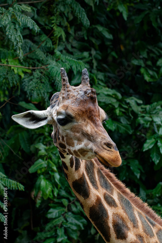 Portrait of a giraffe (Giraffa camelopardalis) © arikbintang