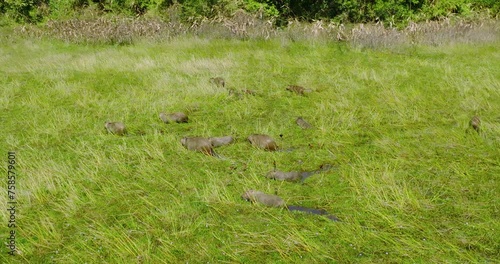 Grass field with a group of capybaras in Arauca, Colombia, lush greenery, daytime photo
