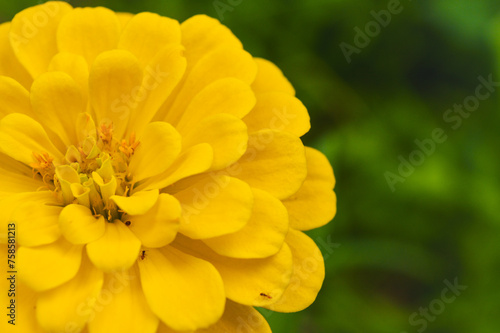 Yellow Zinnia elegans, photo of flowers with spring color, is one of the most famous annual flowering plants of the genus Zinia.