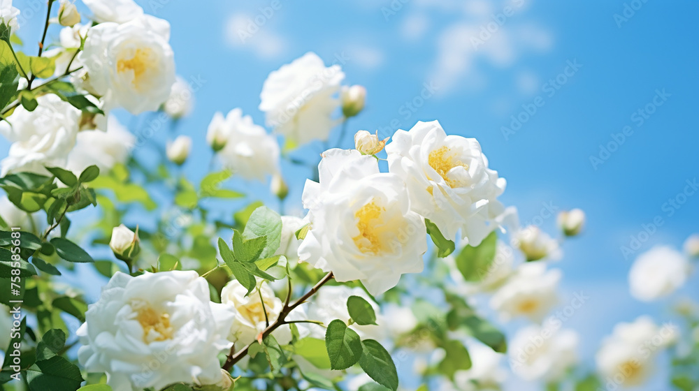 beautiful white bush roses on a background of blur sky in the sunny bright day