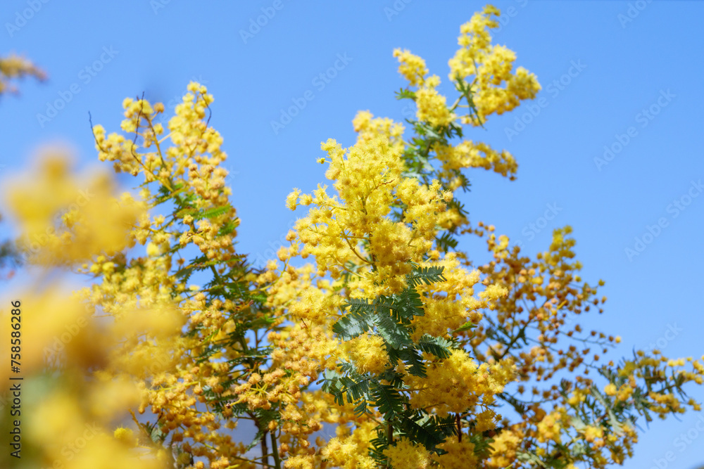 快晴の青空と満開のミモザの木