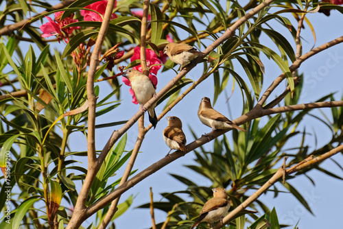 Capucins bec-d’argent perchés dans un arbre en fleurs photo