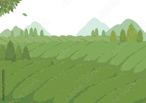茶畑　風景イラスト　茶園