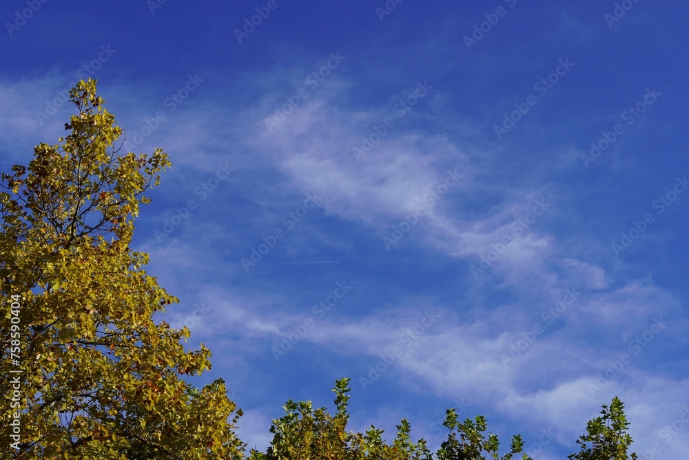 Autumn tree leaves against a blue sky with white clouds